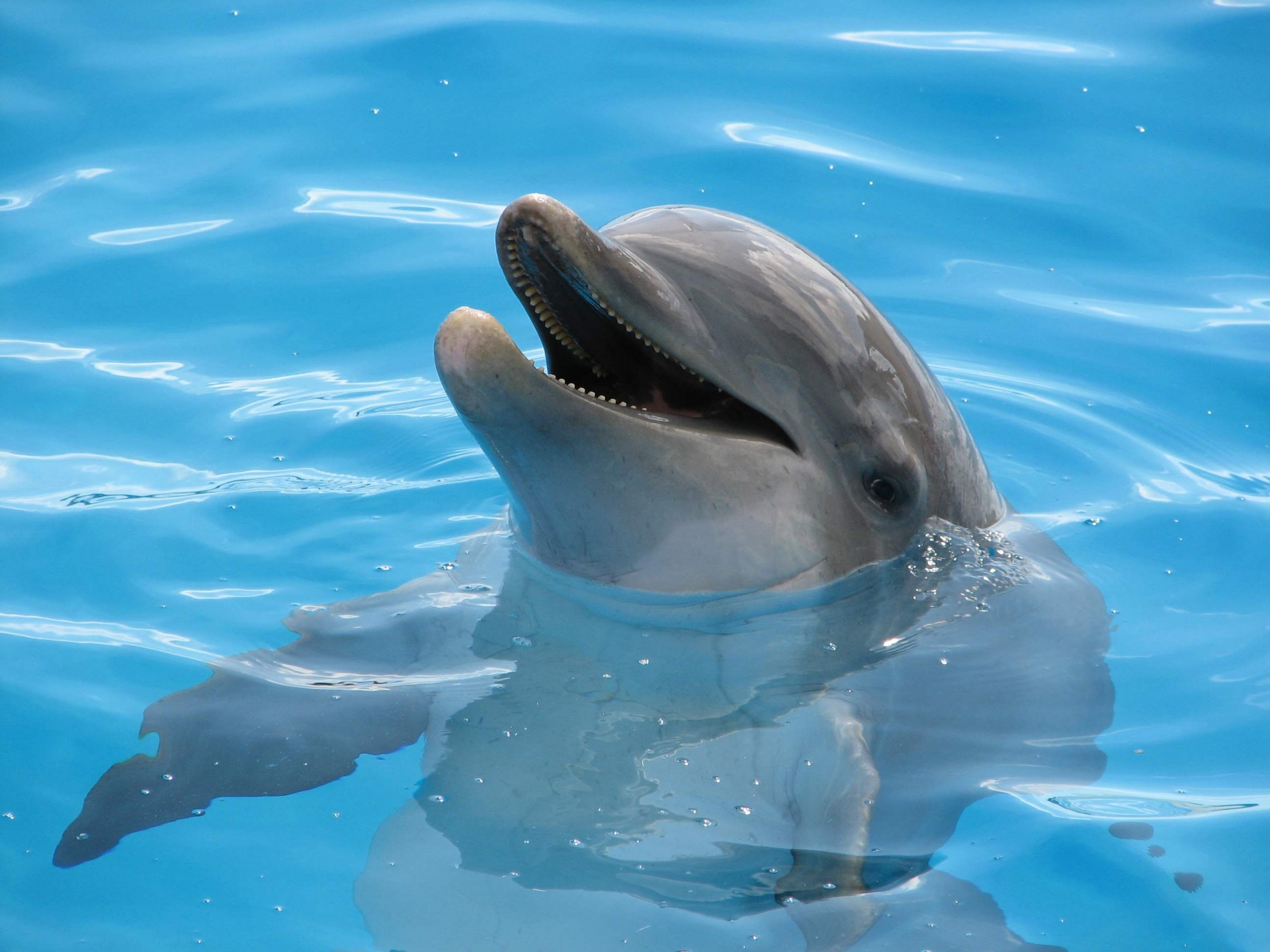 水面から顔を出すイルカ｜知能とIQが高い海の天才