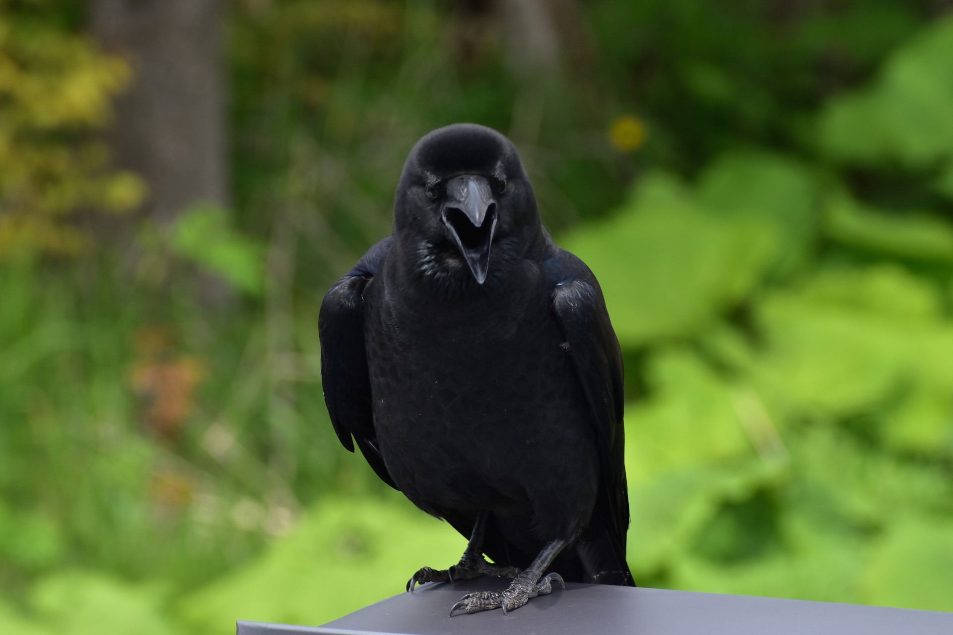 森の中に佇むカラスの写真。知能の高さや観察力を象徴するイメージ。