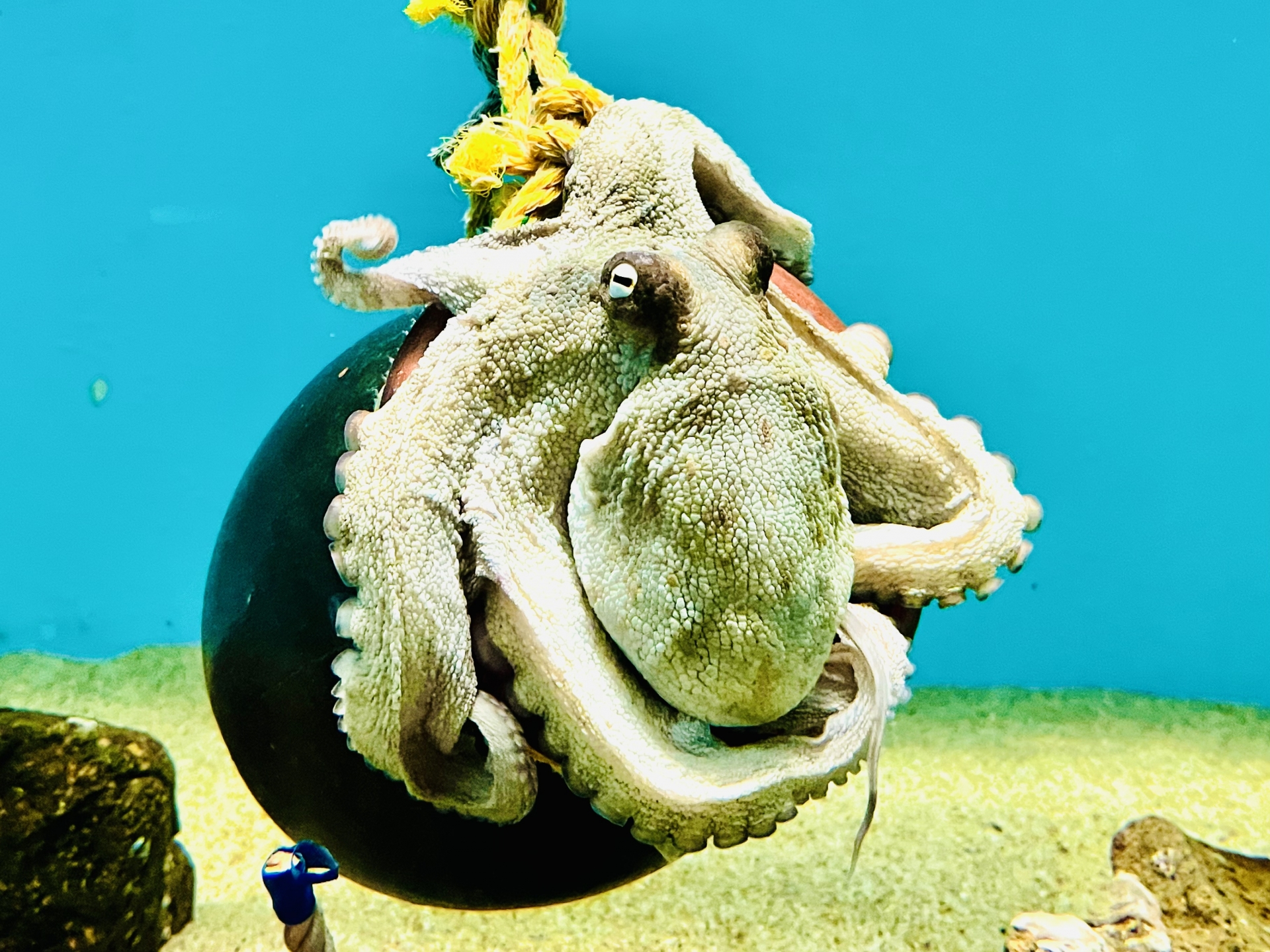 タコが海中で腕を広げて泳ぐ姿。知能やIQ研究の象徴となる写真