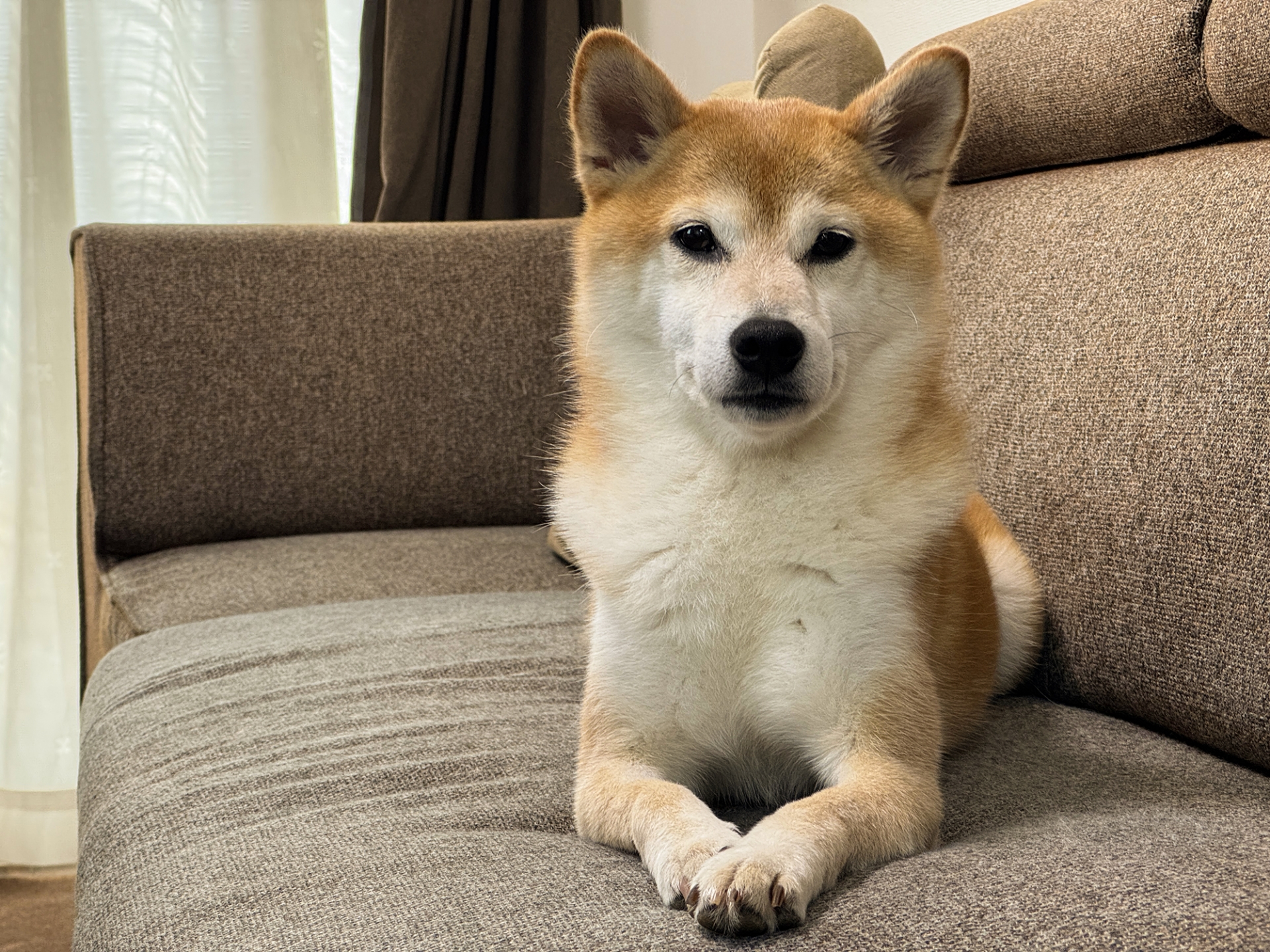 ソファの上に座る柴犬。日本原産の犬種で、寿命や特徴を紹介する記事のアイキャッチ用