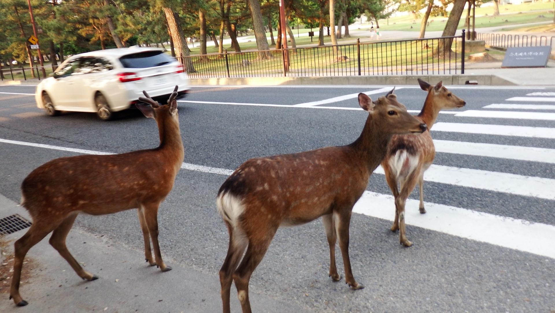 横断歩道前で信号待ちする鹿たち（奈良公園）