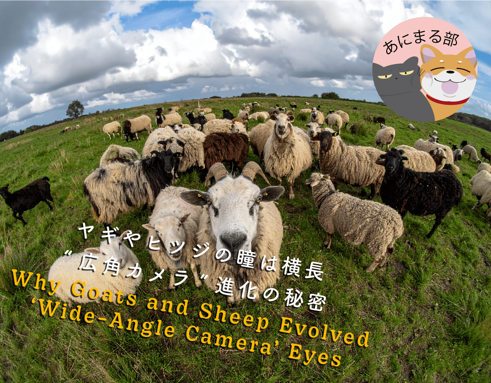 ヤギとヒツジの横長の瞳孔。草食動物が広い視野を持つために進化した“広角カメラ”のような目