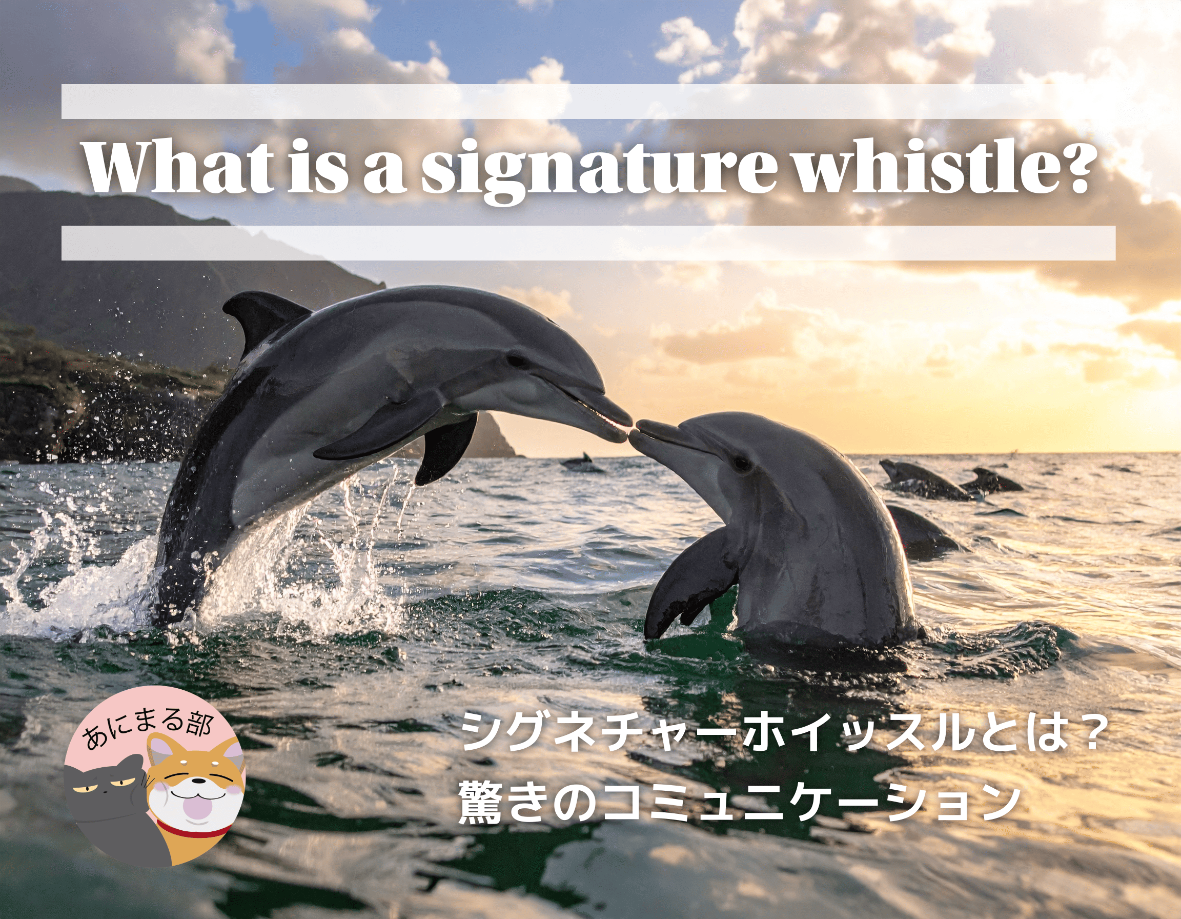 イルカが水中でシグネチャーホイッスルを使って仲間を呼び合う様子。インコやゾウなど、名前を持つ動物たちのイメージ。