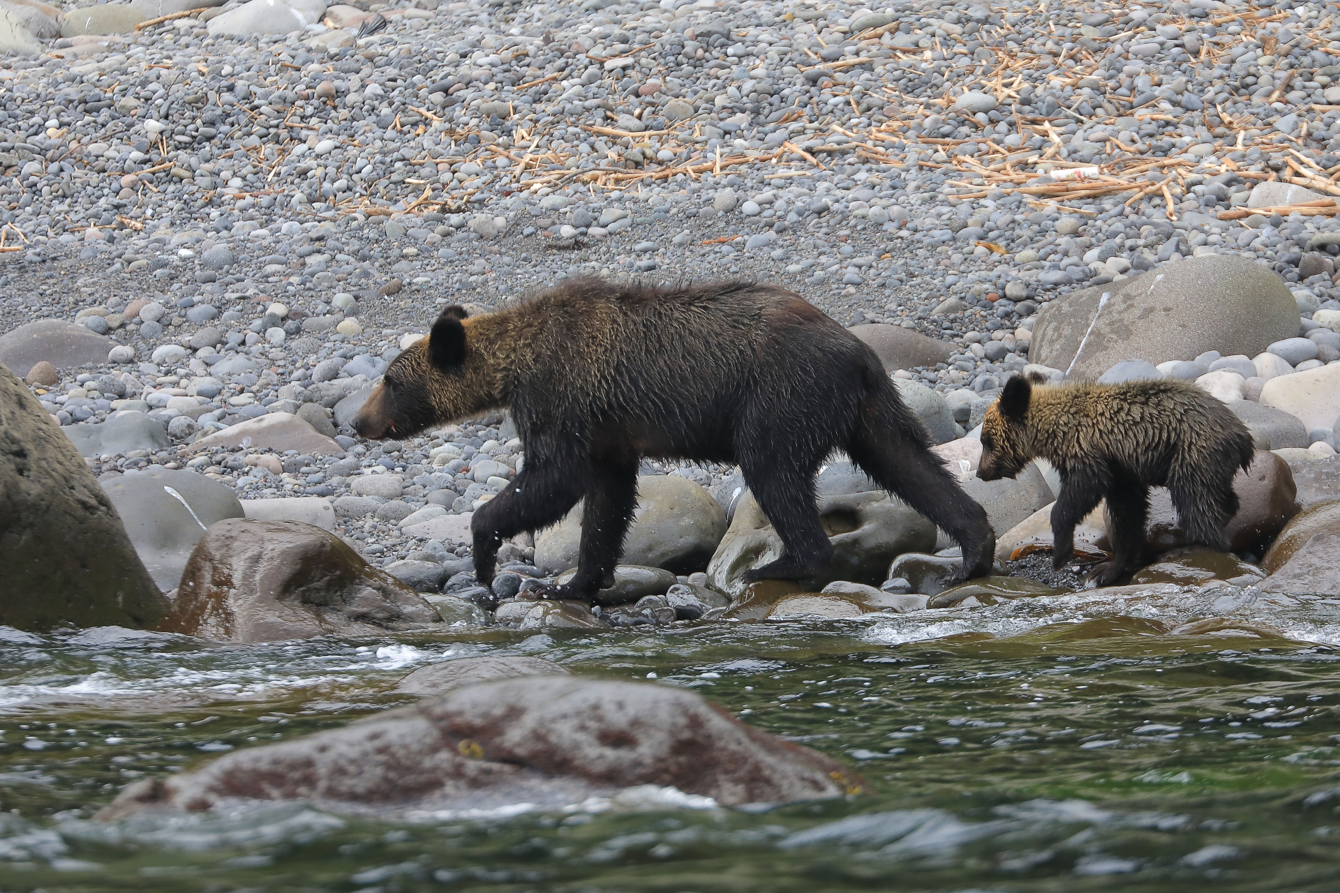 川辺を歩く熊の親子｜野生の知能と社会性を象徴する姿