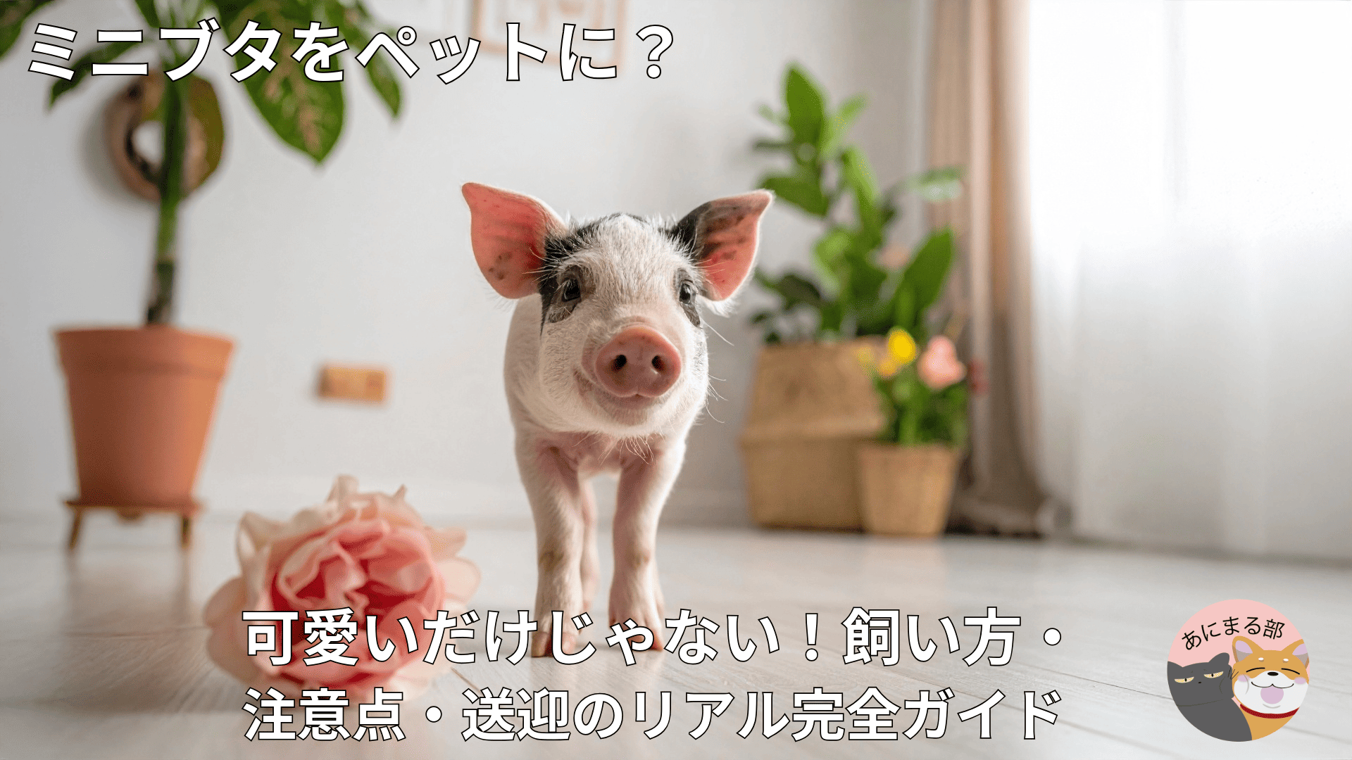 ミニブタをペットに？飼い方・注意点・送迎まで徹底解説する完全ガイド
