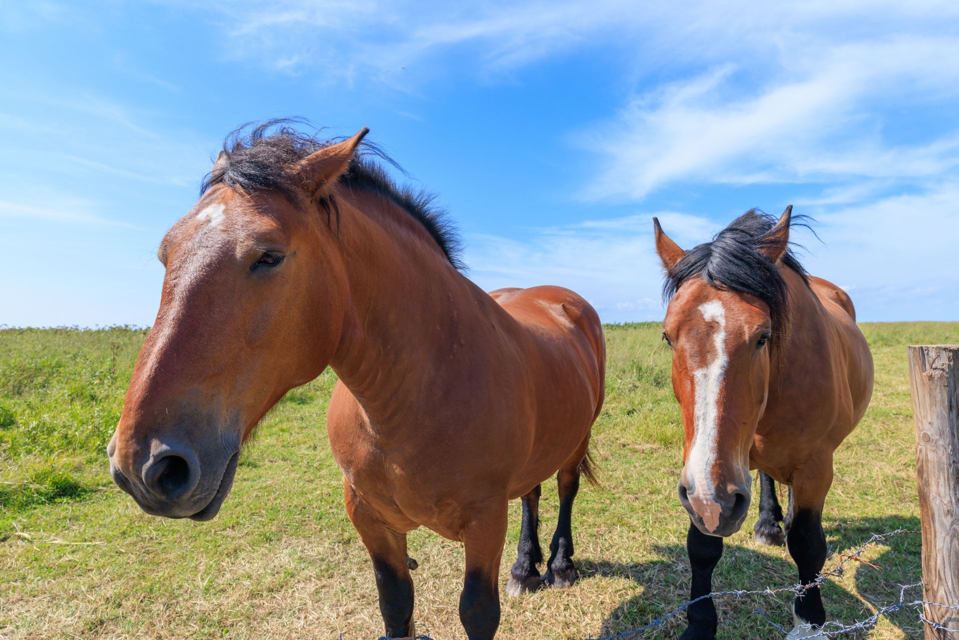 馬の知能とIQを解説する記事のアイキャッチ画像｜草原に立つ2頭の馬