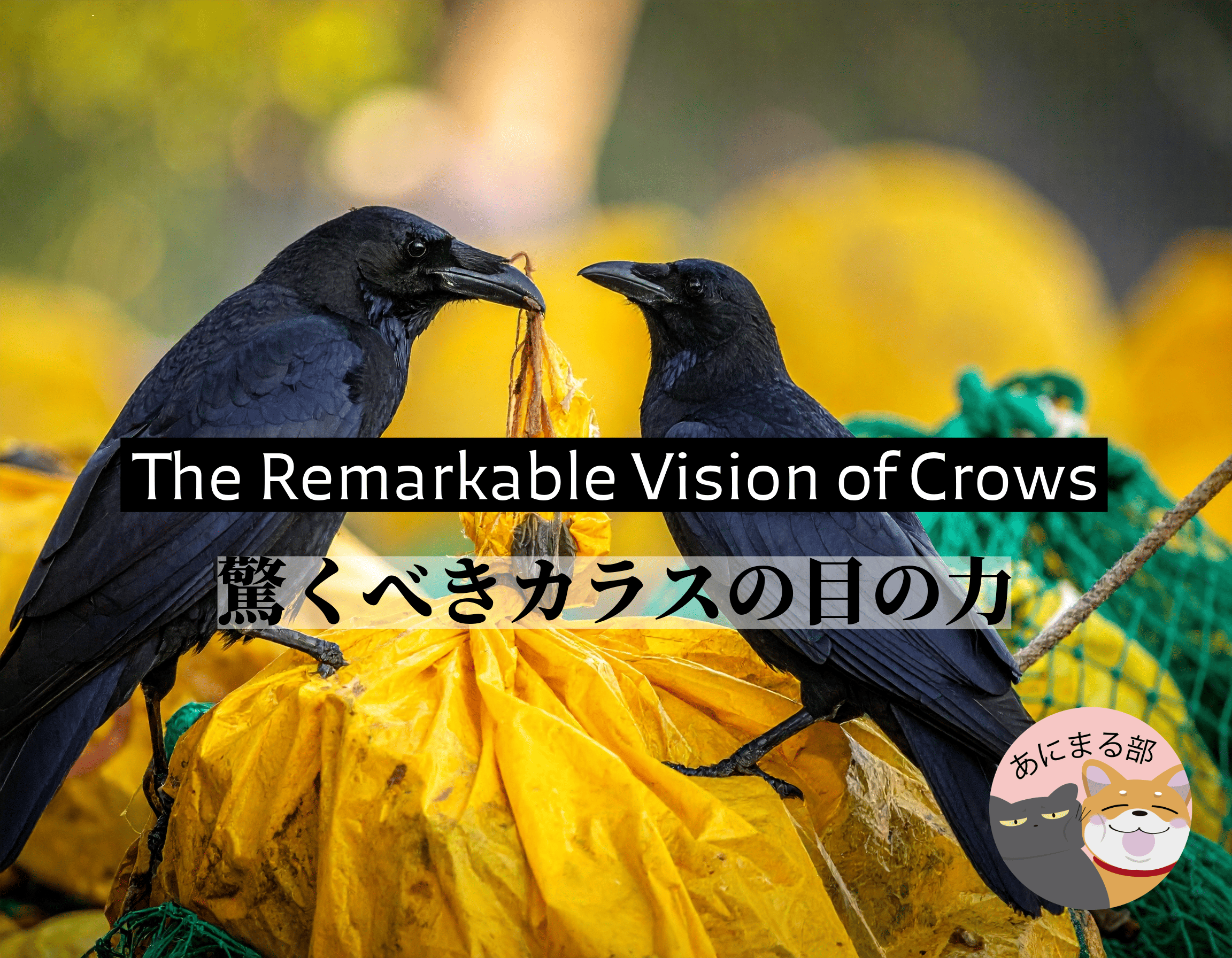 カラス除けに使われる緑のネットと黄色いゴミ袋。紫外線まで見えるカラスの視覚と科学的効果の解説イメージ