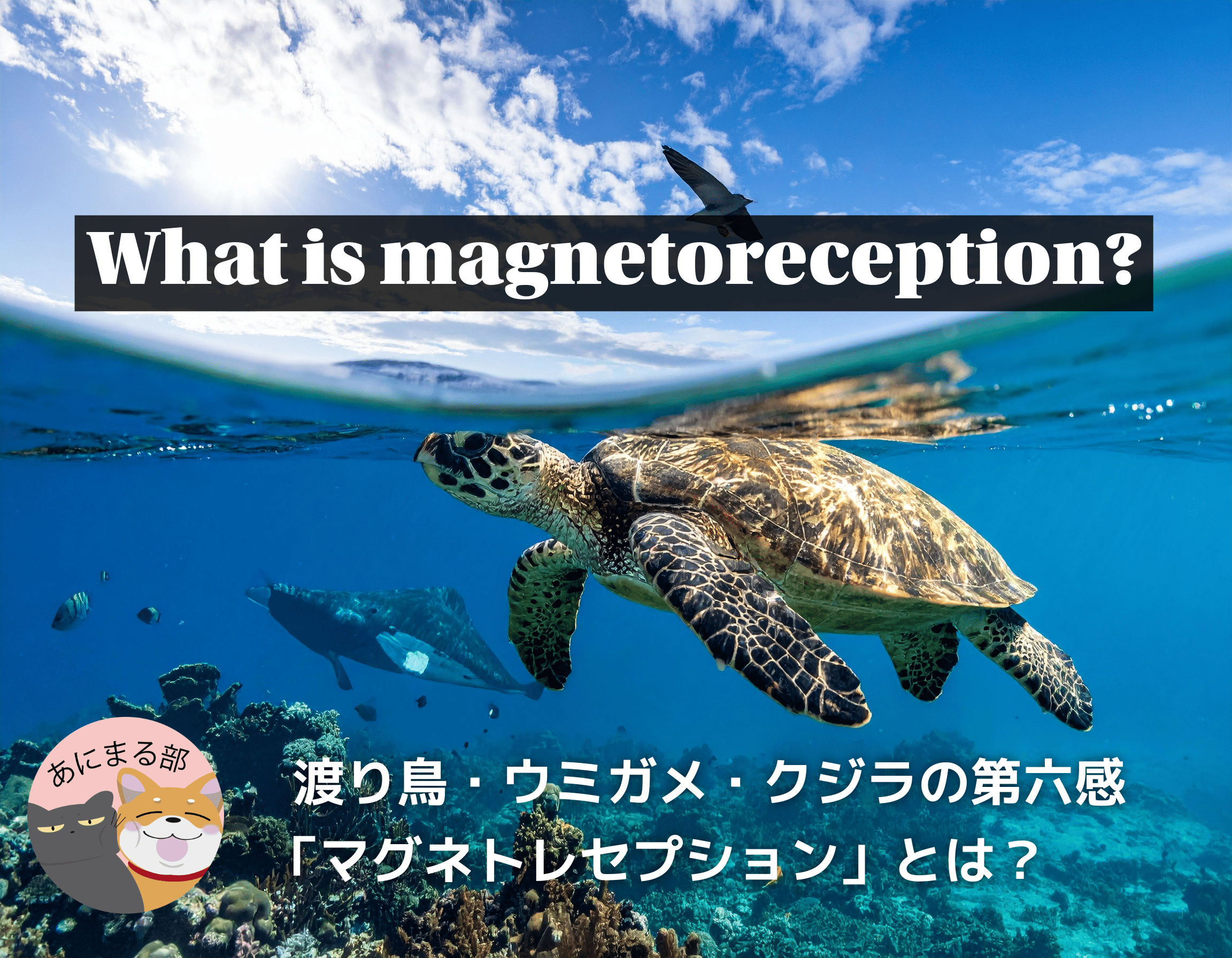 渡り鳥・ウミガメ・クジラが持つ「磁気感受性」— 地球磁場を感じる動物たちの不思議な能力