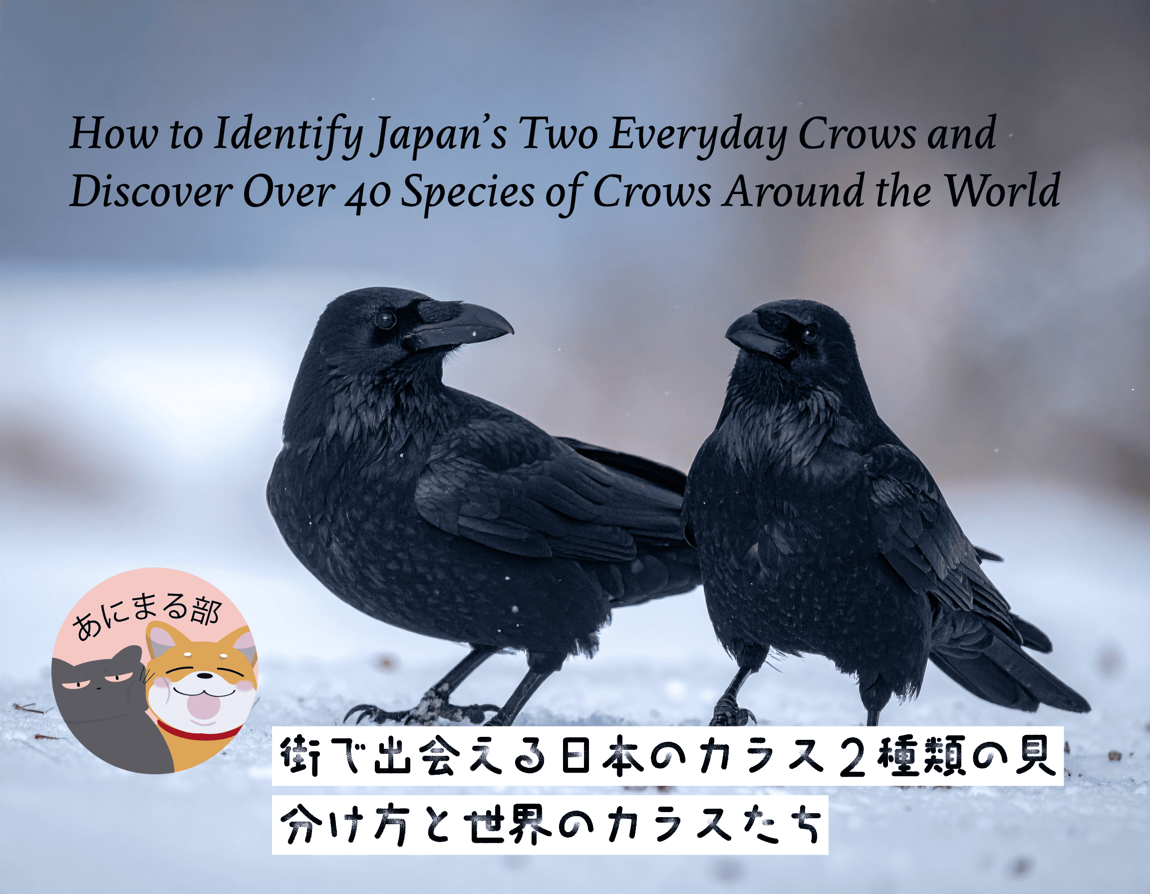 街で見かける日本のカラス2種類（ハシブトガラスとハシボソガラス）の違いを比較した写真。