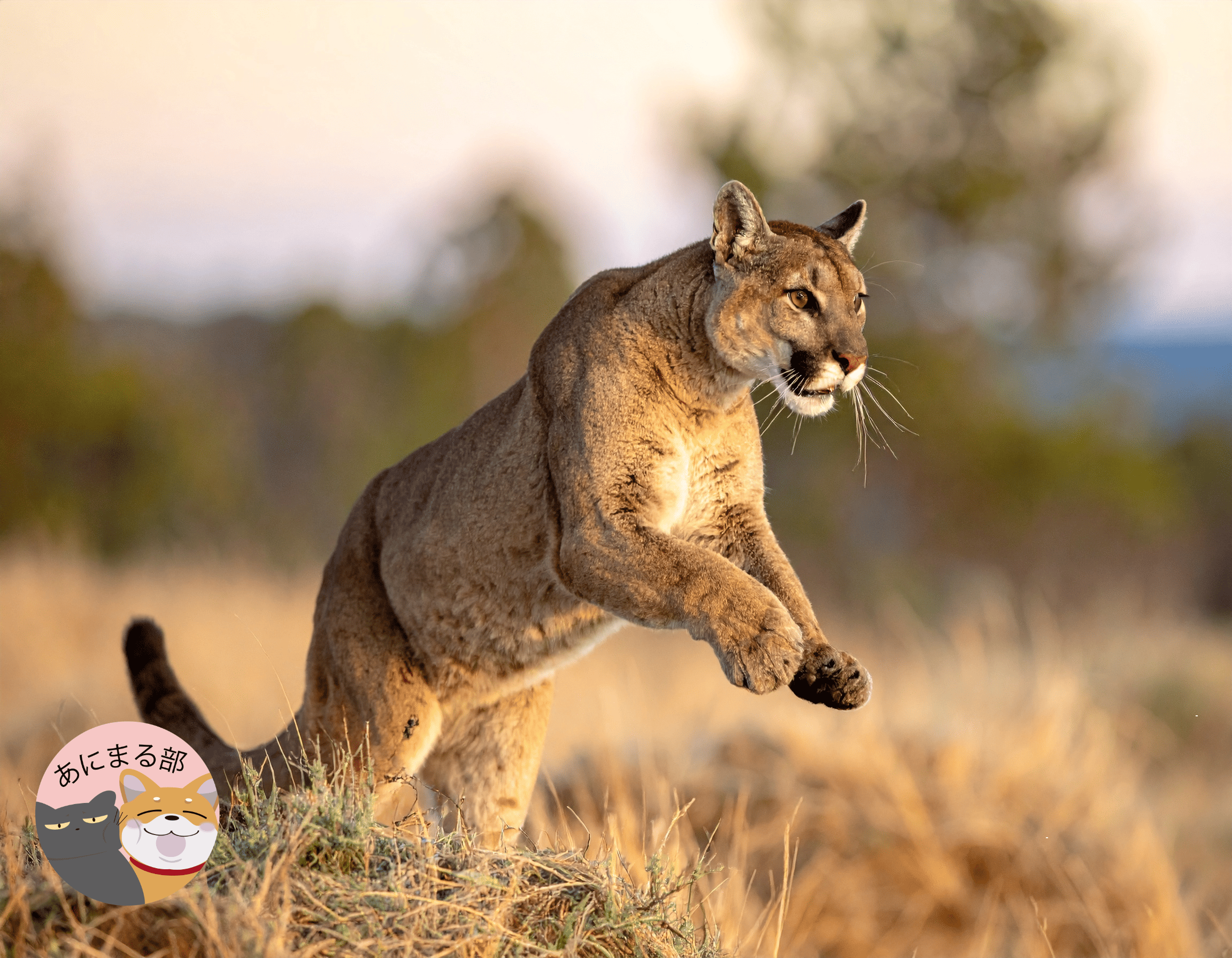 待ち伏せの達人たち｜ヒョウ・カラカル・ワニ・フクロウ・アンコウなど奇襲ハンター動物