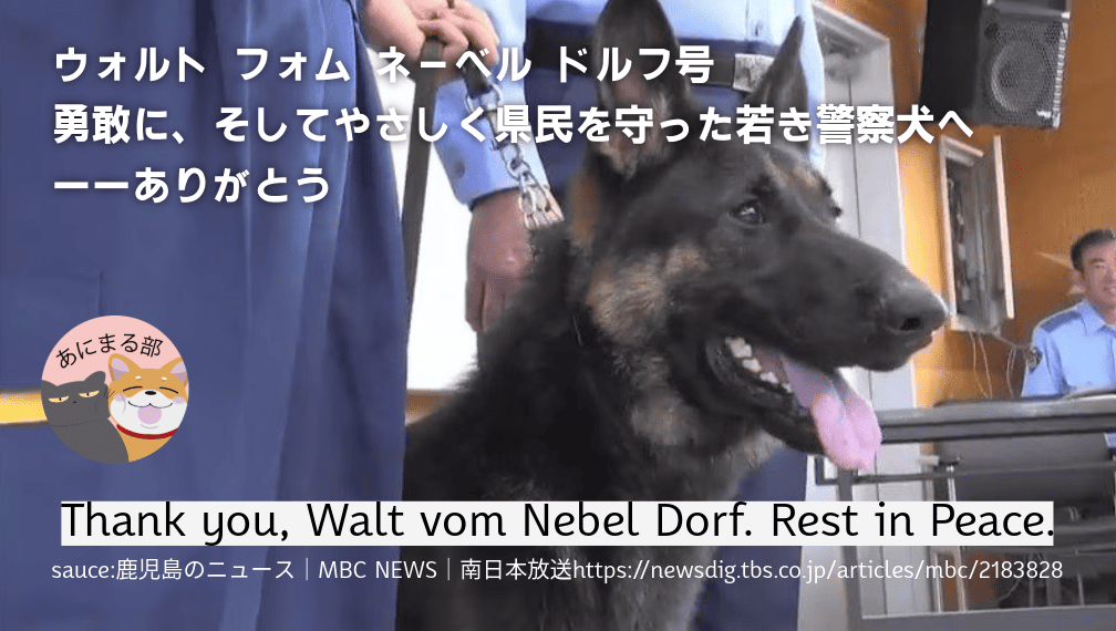 鹿児島県警の警察犬ウォルト号。勇敢に2人の命を救ったのち、わずか1歳で急死したジャーマン・シェパード