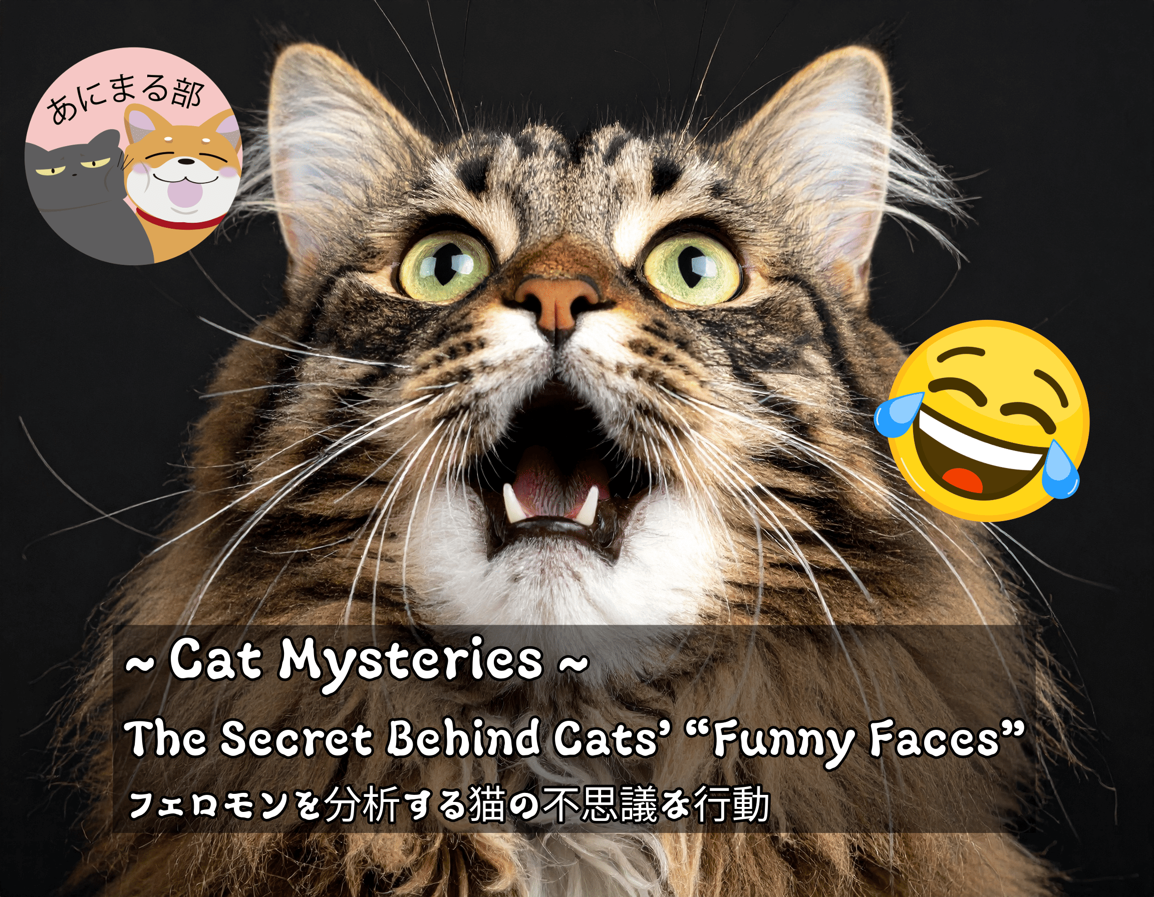 猫が口を半開きにしてフレーメン反応をしている様子