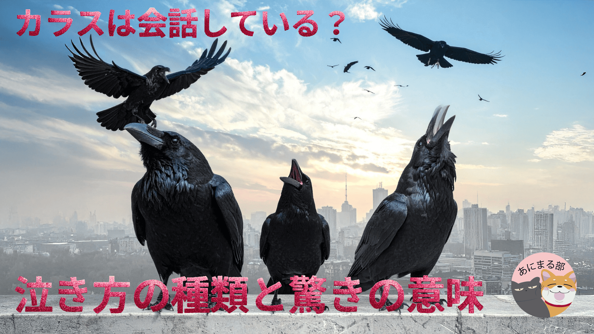 鳴き声で会話するカラス｜鳴き声の種類と意味を解説