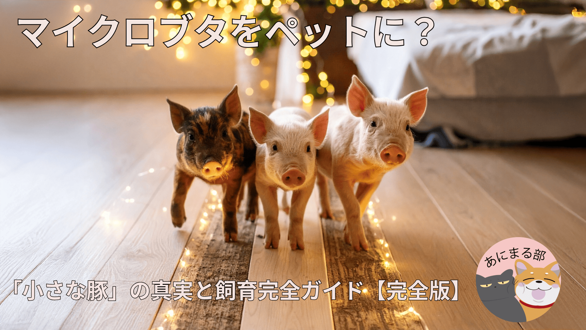 室内で元気に歩く3匹のマイクロブタ