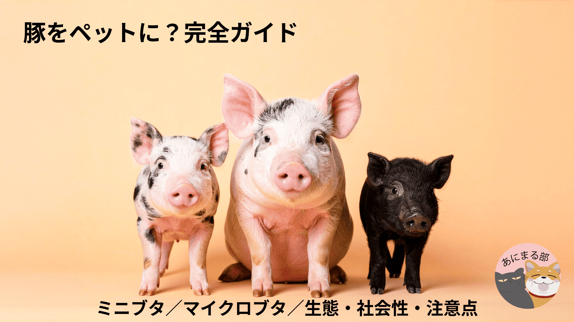 豚をペットに出来る？完全ガイド版