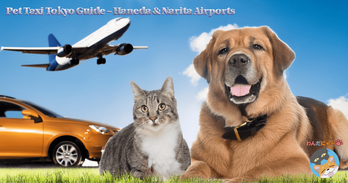 Safe and reliable pet taxi service in Tokyo – Wan Da Nya provides transport for pets from Haneda and Narita Airports