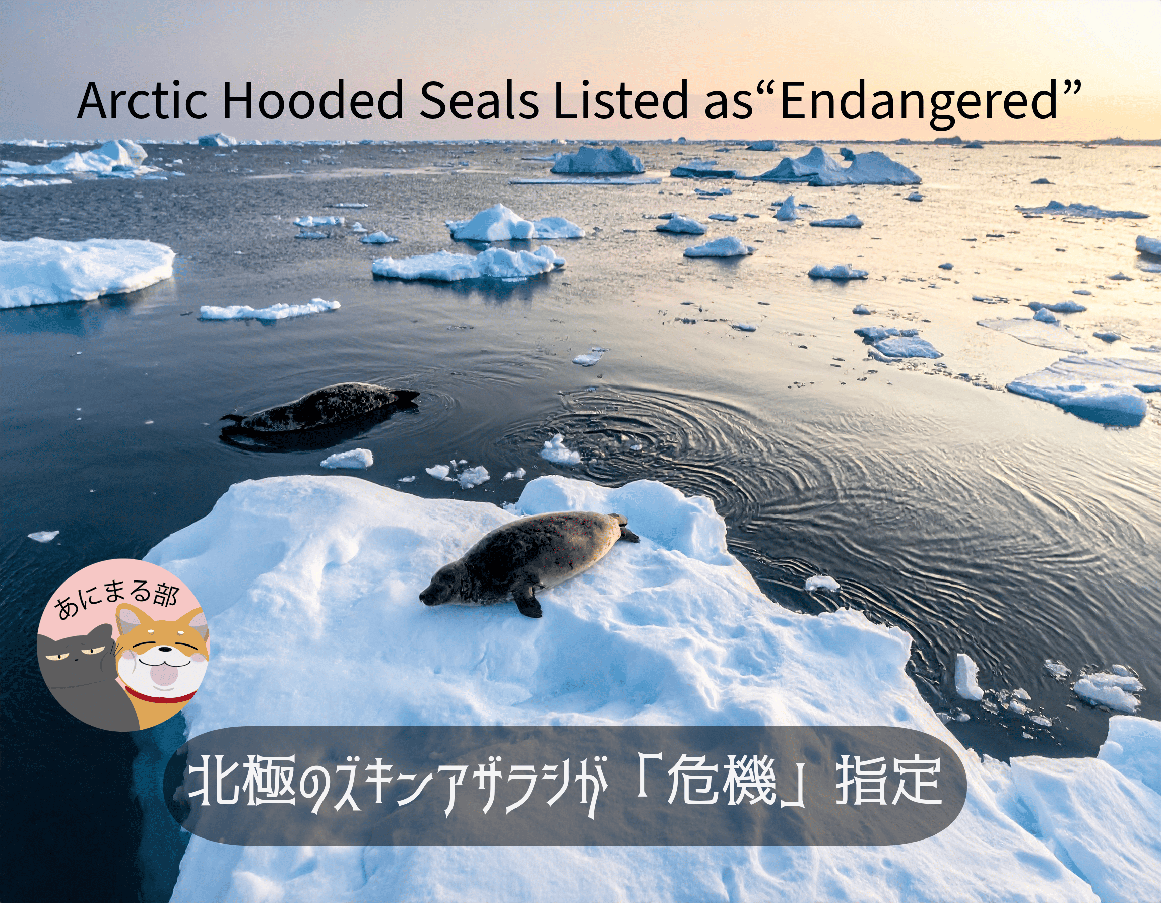 北極のズキンアザラシが氷の上で休む様子。温暖化により海氷が溶け、生息環境が失われつつある。