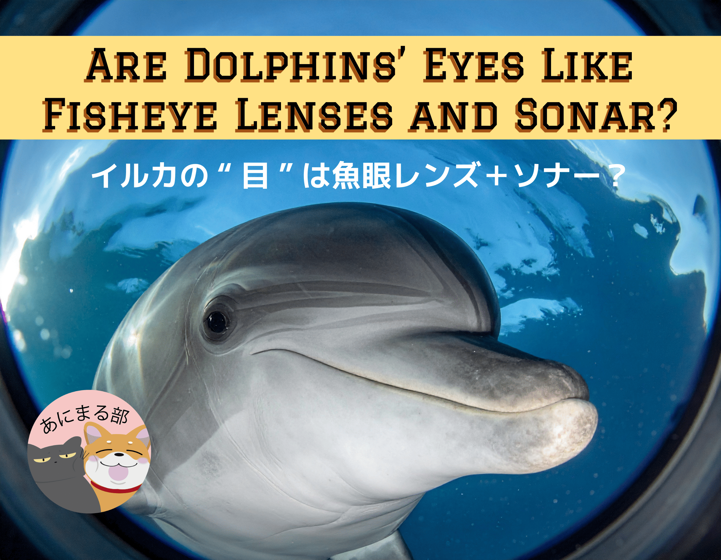 魚眼レンズのような視界とソナーの波を象徴する、海中を泳ぐイルカのイメージ