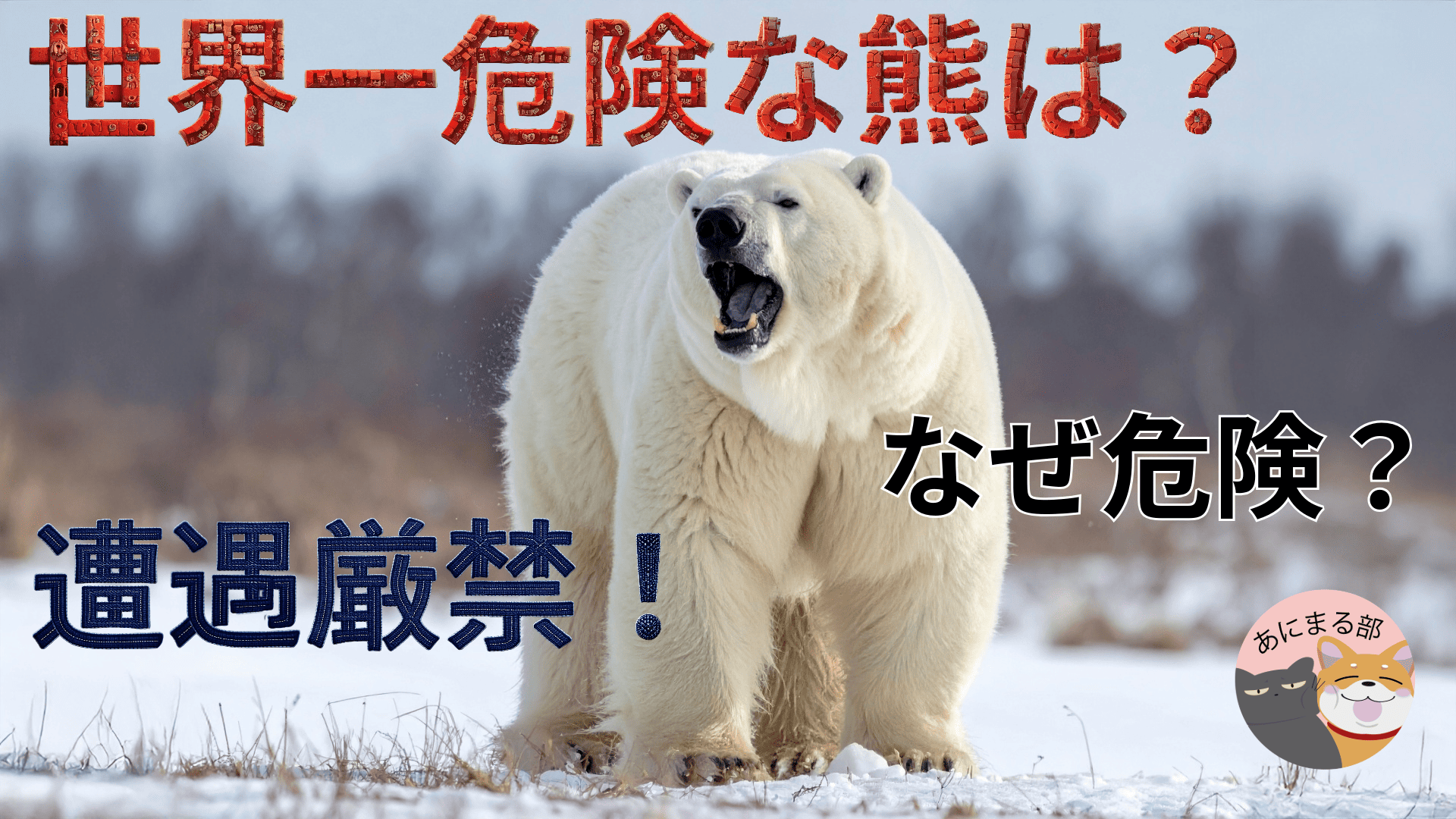 世界一危険な熊ホッキョクグマ。人間を獲物として襲う可能性がある捕食者