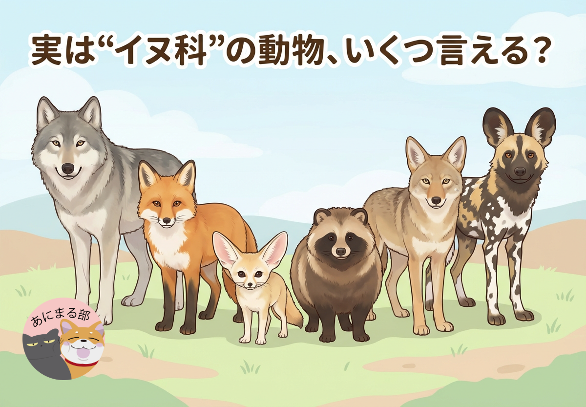 イヌ科の動物が並んでいるイラスト。オオカミ、キツネ、フェネック、タヌキ、コヨーテなど多様なイヌ科の仲間が描かれたアイキャッチ画像。