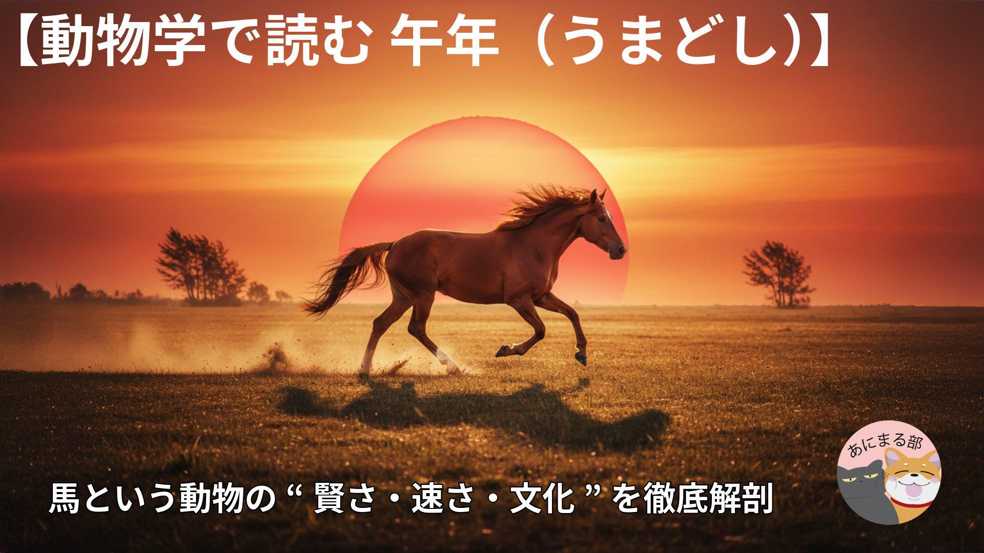 【動物学で読む 午年】夕日を背に草原を駆ける馬のアイキャッチ画像。馬の賢さ・速さ・文化を徹底解剖。