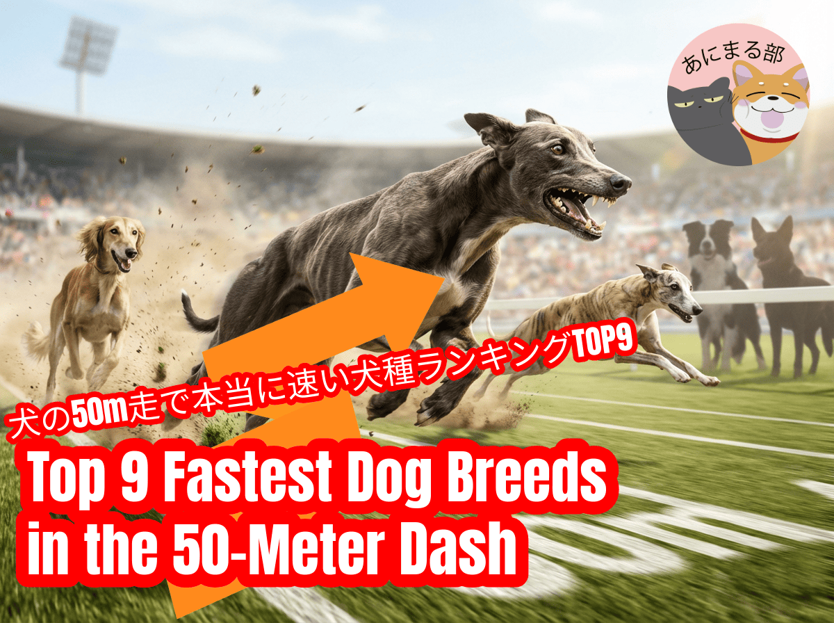 50m走を全力疾走するグレイハウンド・サルーキ・ウィペットのスプリント競争の様子。犬界トップスプリンターたちが直線コースで爆発的な加速を見せている画像。