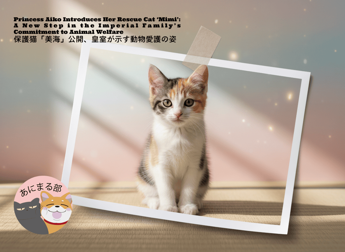 柔らかな光に照らされる三毛猫の子猫・美海をイメージした写真。保護猫として迎えられた新しい命を象徴する温かなイメージ。