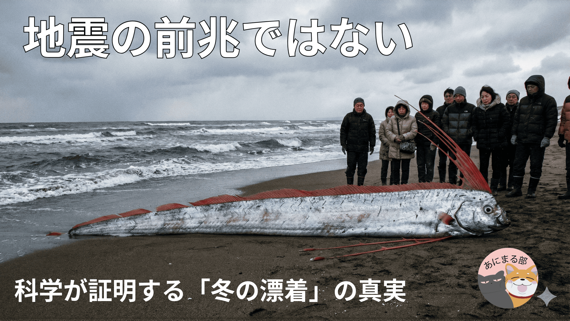 リュウグウノツカイ：【科学的検証】海岸に打ち上げられた巨大なリュウグウノツカイと、それを見守る人々。地震の前兆ではないことを解説。